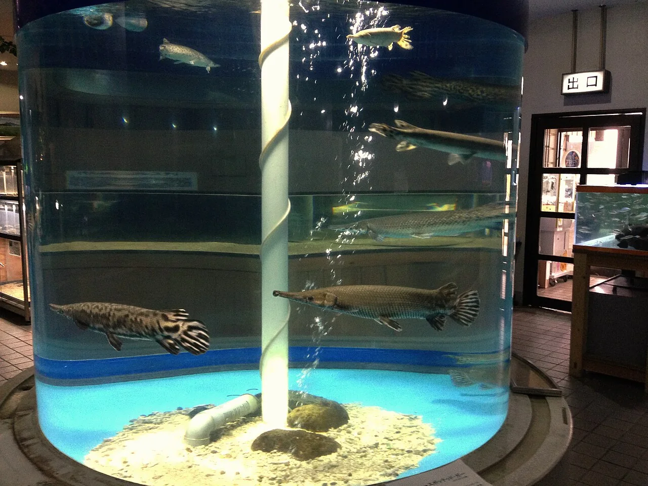かすみがうら市水族館で展示される霞ヶ浦の魚